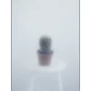 Kristina Dam - Ball Cactus II - poster 50x70 cm