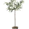 Lene Bjerre - Oliventræ Flora - 73 cm.